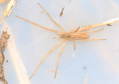Tetragnatha striata