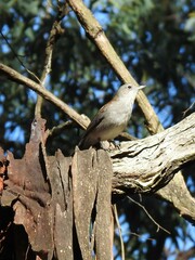 Colluricincla harmonica