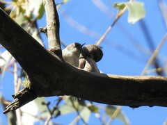 Daphoenositta chrysoptera