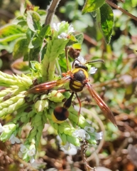 Delta unguiculatum