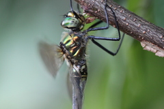 Somatochlora meridionalis