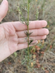 Artemisia campestris