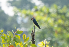 Hirundo tahitica