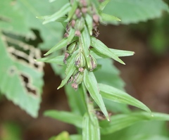 Epipactis