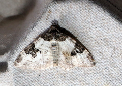 Xanthorhoe fluctuata