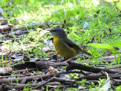 Eopsaltria australis