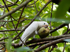 Cacatua goffiniana