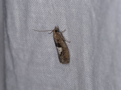 Epinotia brunnichana