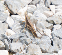 Stenocatantops splendens