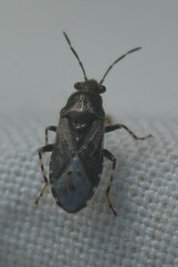 Heterogaster urticae