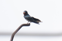Hirundo tahitica