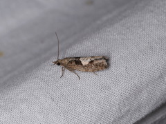 Epinotia brunnichana