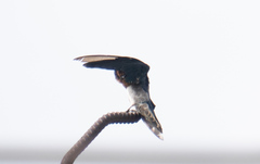 Hirundo tahitica
