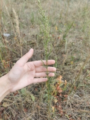 Artemisia campestris