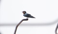 Hirundo tahitica
