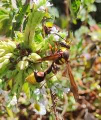 Delta unguiculatum