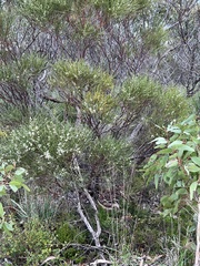 Hakea rostrata