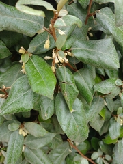 Elaeagnus pungens