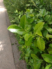 Euonymus japonicus