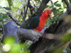 Alisterus scapularis