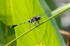 Orthetrum sabina