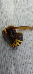Vespa crabro