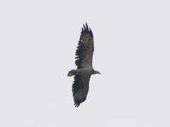 Haliaeetus leucogaster
