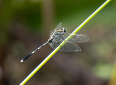 Orthetrum sabina
