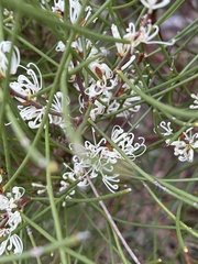 Hakea rostrata