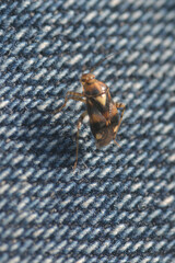 Liocoris tripustulatus