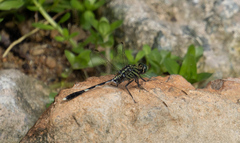Orthetrum sabina