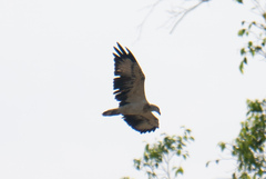 Haliaeetus leucogaster