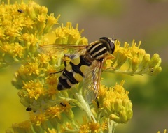 Helophilus trivittatus