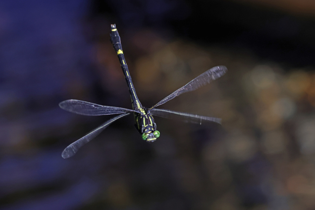 Asiagomphus perlaetus