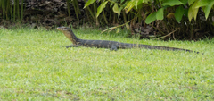 Varanus salvator macromaculatus