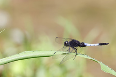 Orthetrum triangulare