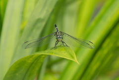 Orthetrum sabina