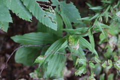 Epipactis
