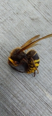 Vespa crabro