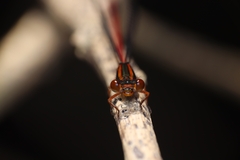 Xanthocnemis zealandica