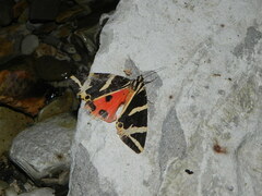 Euplagia quadripunctaria