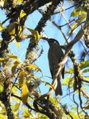 Meliphaga lewinii