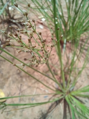Fimbristylis