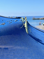 Hierodula transcaucasica