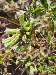 Delta unguiculatum