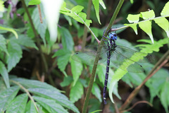Polycanthagyna melanictera