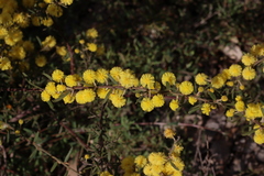 Acacia aspera