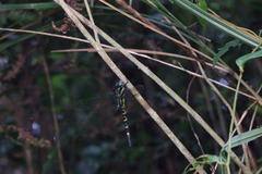 Polycanthagyna melanictera
