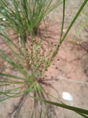 Fimbristylis