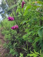 Vicia megalotropis